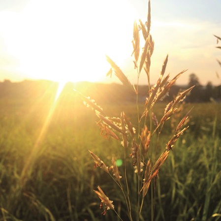 Il sole della sera illumina un campo di grano